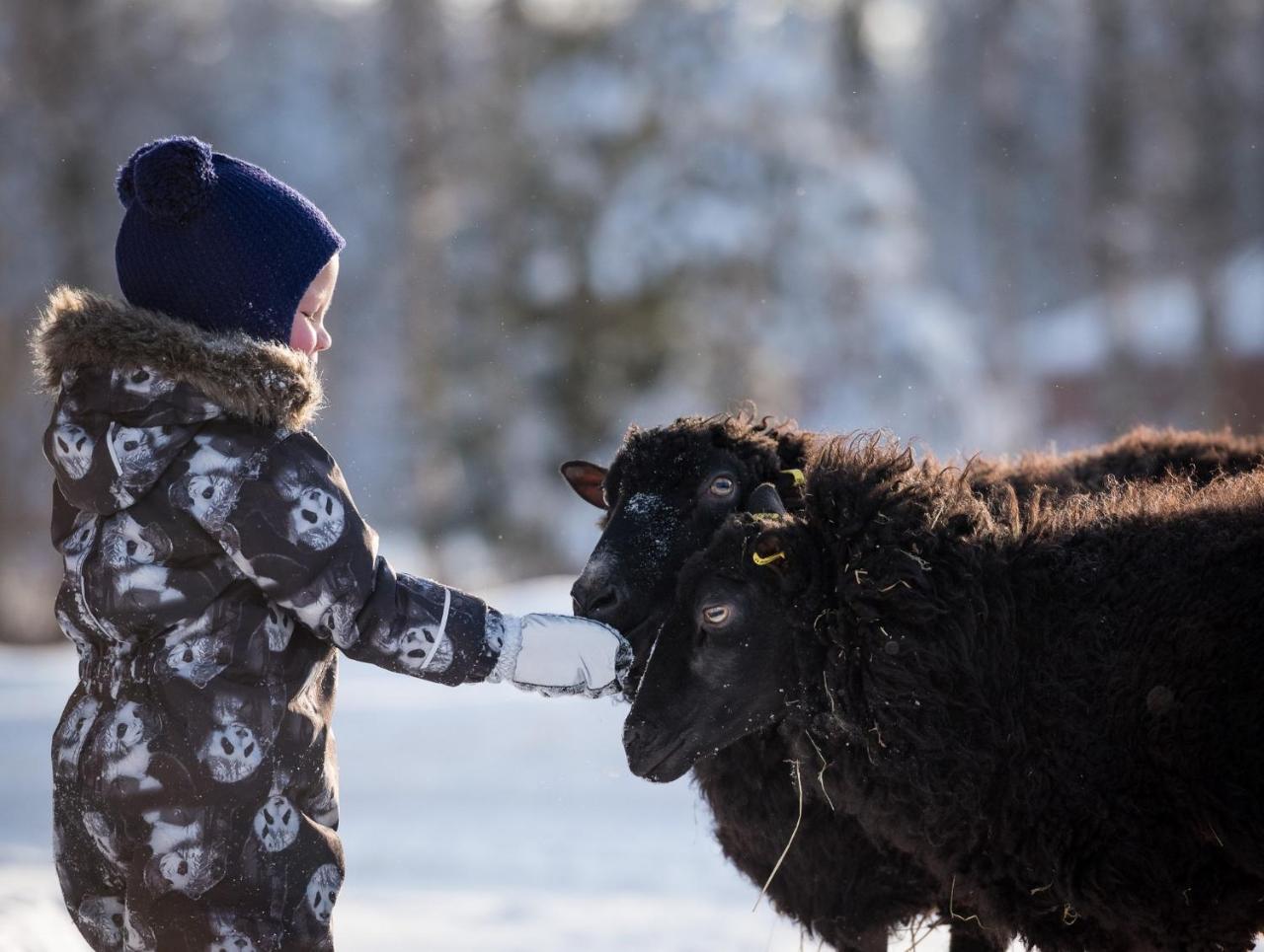 Agroturismo Maatilamatkailu Ilomaeki